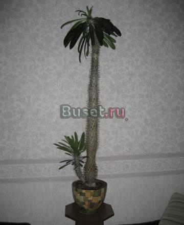 Растение для зимнего сада Москва
