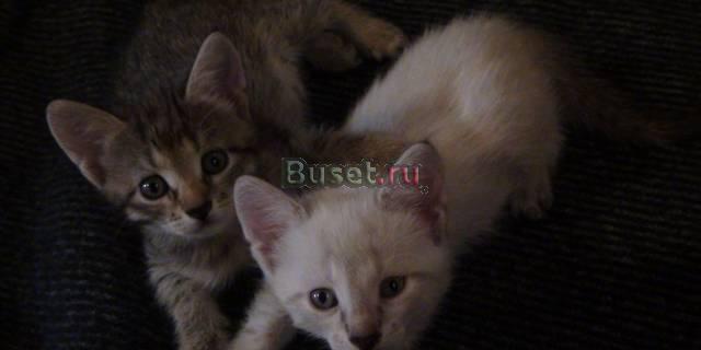 Два очаровательных котёнка ищют своих хозяев Москва
