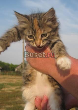 Очаровательные котята в добрые руки Москва