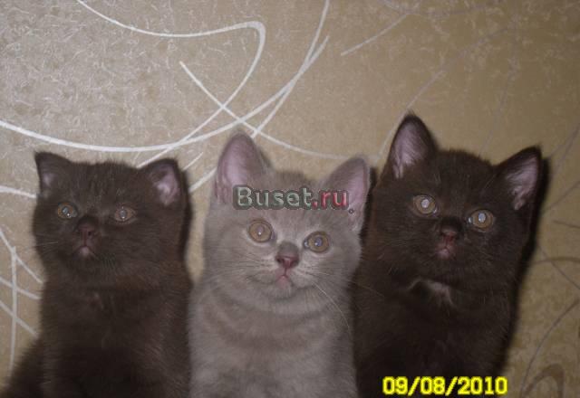 Продаются отличные шотландские котята Москва
