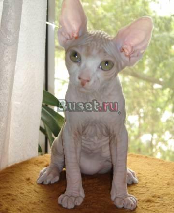 Голенькая кошечка Москва