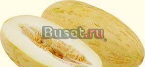 Дыня Торпеда Москва