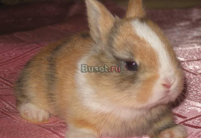 Шикарные супер мини цветные кролики для Вас Москва