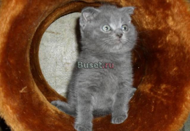 Голубой вислоухий плюшевый медвежонок Москва