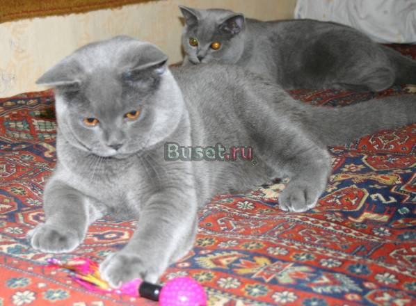 Британский голубой выставочный котенок Москва
