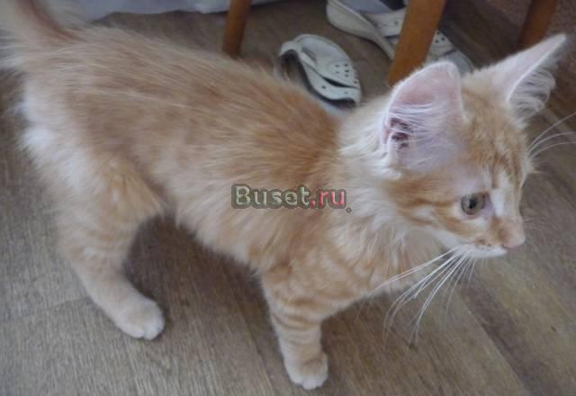 Рыженький котенок (девочка) ищет добрых хозяев Москва