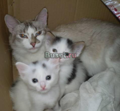 Котята Казань