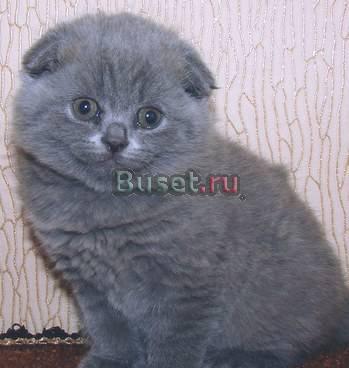Шотландская  вислоухая  кошечка окрас голубой Москва
