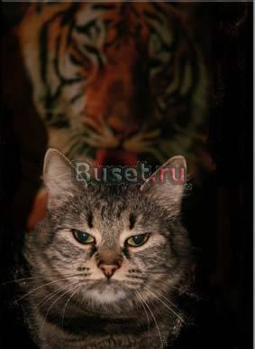 Кошечка Санкт-Петербург