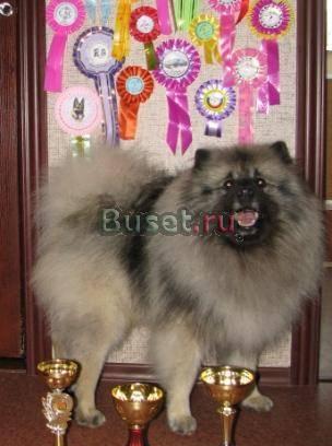 Щенок вольфшпица (кеесхонд) Москва