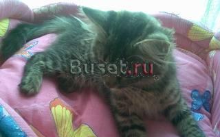 Котёнок-медвежонок Москва