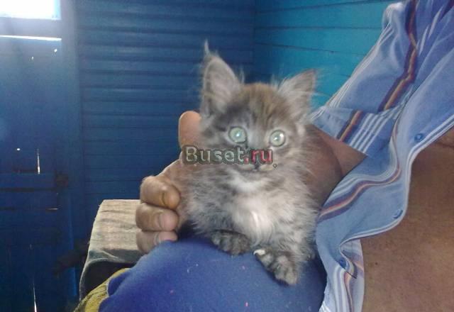 Котёнок в добрые руки Нижний Новгород