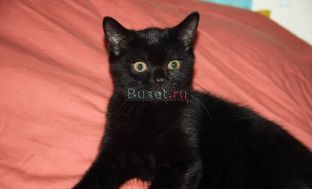 Шотландский вислоухий котик Москва