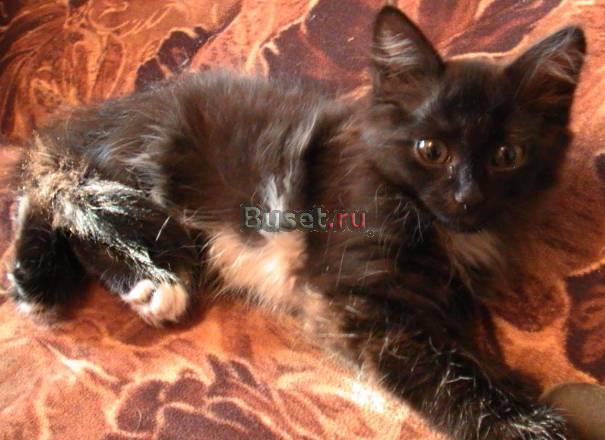 Черная кошечка Нижний Новгород
