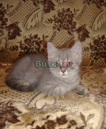 Шотландские котята Тольятти