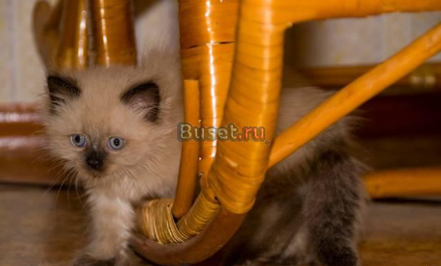 Котенок Челябинск
