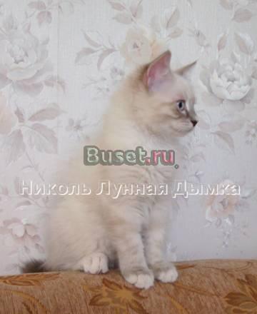 Клубная кошечка 3 мес Москва