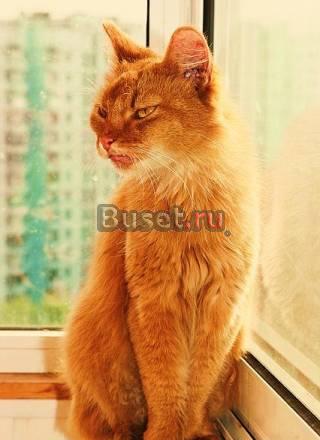 Нимфа.сомалийская кошка Москва