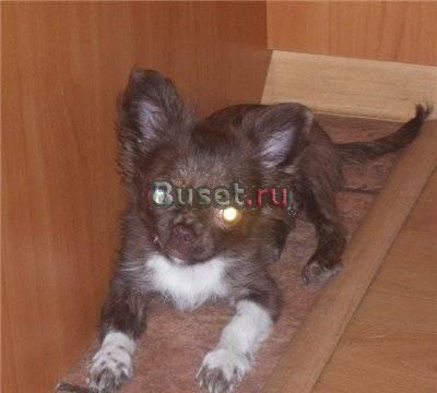 Чихуахуа щенок редкого окраса Москва