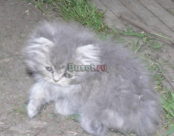 Серебристые котята персы Санкт-Петербург