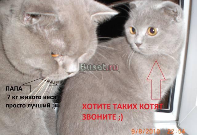 Кот скоттиш страйт, вязка Санкт-Петербург