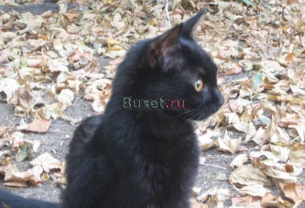 Котенок ищет семью Москва