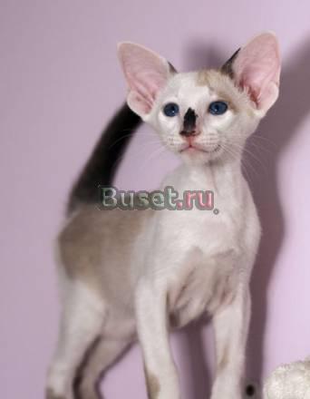 Сиамский котенок с родословной Москва