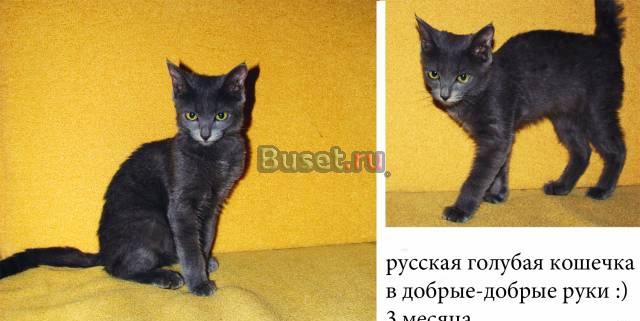 Отдам в добрые руки русского голубого котенка Нижний Новгород