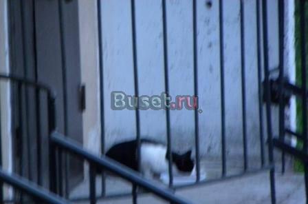 Кошке нужен хозяин Санкт-Петербург