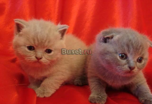 Британские и вислоухие котята Москва