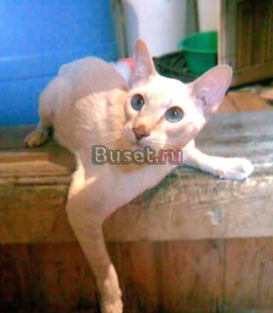 Сиамские котята Нового типа Самара