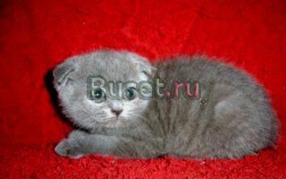 Котята  плюшевые разнообразной гаммы окрасов Москва