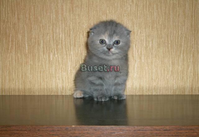 Продам котят Москва