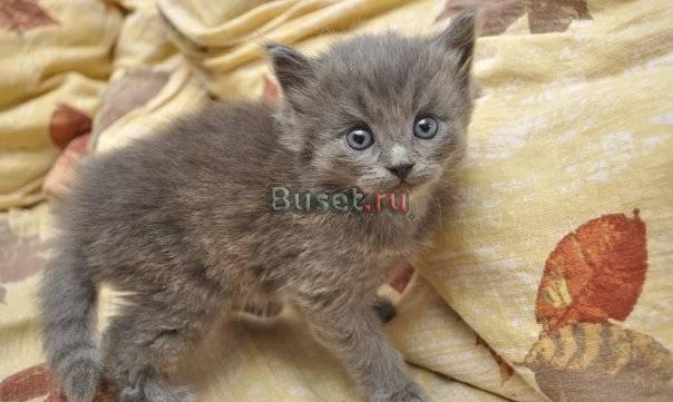 Отдам котенка в хорошие руки Москва