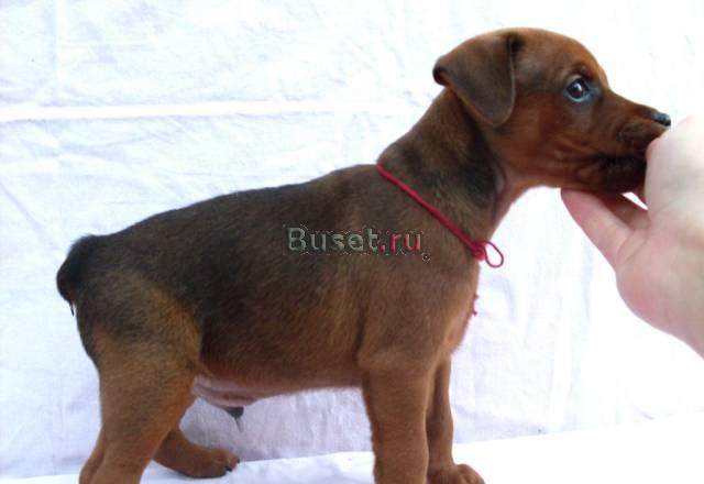 Продаются Волгоград