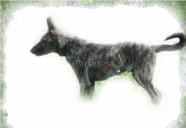 Без лапы. Но с великой душой Москва