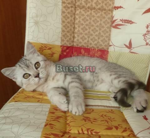 Шоколадное пятно на серебре - элитные британцы Санкт-Петербург