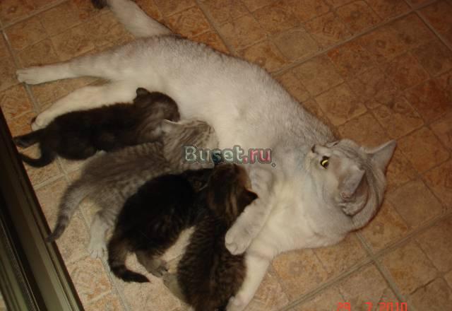 Шотландсие вислоухие котята Великий Новгород