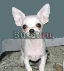 Также щенки чихуахуа Москва