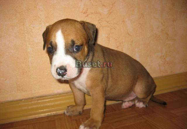 Продаются щенки американского стаффордширтерьера Курск