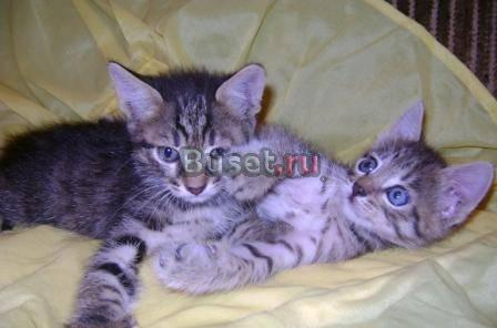 Котята в дар окрас вискас Москва