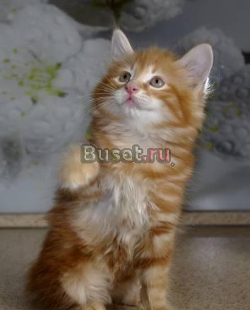 Котята курильского бобтейла Москва