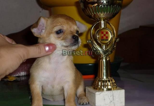 Чихуахуа классные щенки от чемпионов Москва