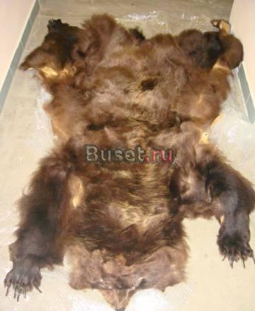 Продам шкуру медведя Москва
