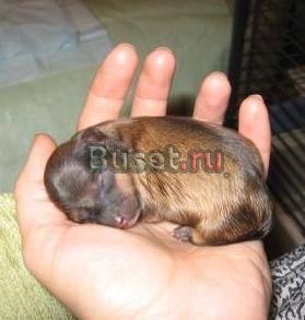 Мини собачки и их щенки Москва