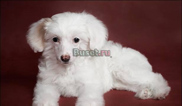 Пуховые китайские хохлатые девочки Москва