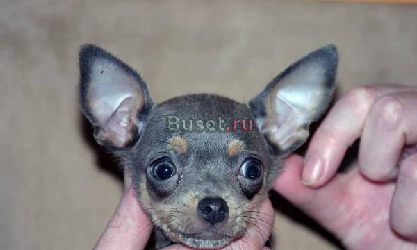 ТОЙ-терьера щенки эксклюзивных окрасов. Москва
