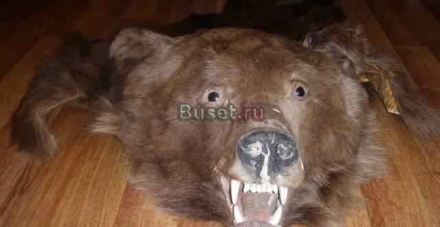 Голова бурого медведя чучело бурый медведь шкура Москва