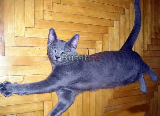 Котята на продажу Санкт-Петербург