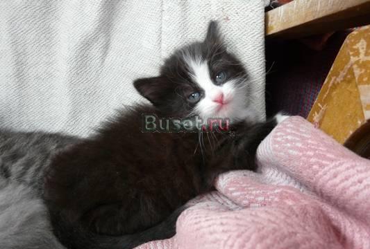 Котята в добрые руки Москва